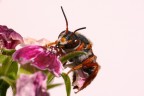 Prime prove macro FZ50+Rainox 250