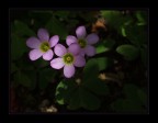 Filo di luce