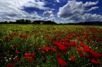Campo &quot;rosso&quot;