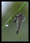 asilide
