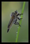 asilide