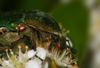 Scarabeo