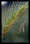 bollicine