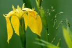 Iris giallo