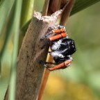 Philaeus-chrysops