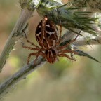 Epeira diademata