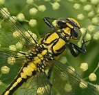Libecrop
