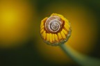 Sul Fiore