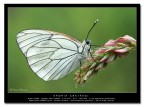 [url=http://www.acquariofilia.info/_juza/aporia_crataegi-1200.jpg][b]Qui la versione a 1200 pxl[/b][/url]