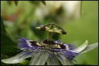 passiflora