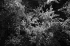 Giochi di luce notturna tra le foglie del ginko biloba