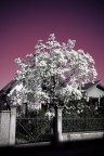 Magnolia