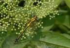 Libellula di 2 giorni fa che avevo ingrandito e lavorato con neat image.