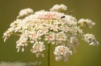 microcosmos
