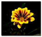 Fiore