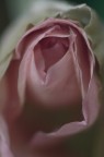 Come Di Rosa...