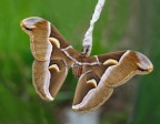 Samia cynthia fam.Saturnidae