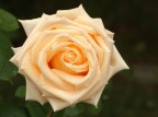 rosa in champagne