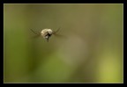 Bombylius aggressivo