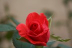 rosa 01