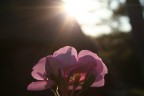rosa 04 - controluce