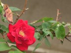 Velluto Rosso