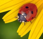 giallo...rosso...verde