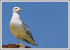 Gabbiano