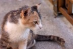 canon 50mm
f/4,5
1/250 sec
iso-200