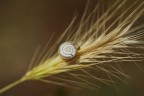 Sulla Spiga