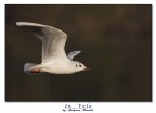 In volo