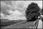 l'ombra dell'albero