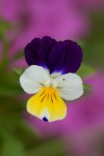 Viola del pensiero
