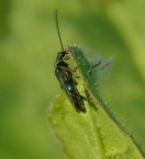 insettino verde