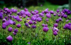 Anemoni in libert