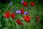 Di rosso e di verde