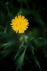 Fiore che emerge dal basso