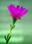 Fiore di pianta grassa