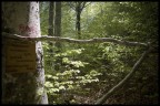 Durante il cammino