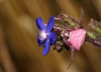 ragno rosa2