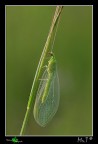 Chrysopa carnea