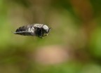Insetto in volo