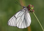 Aporia Crataegi