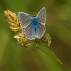 azzurra