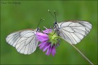 Coppia di Aporia