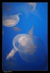 Meduse