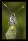 perlata