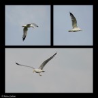 Evoluzioni Evoluzioni