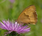 Farfalla