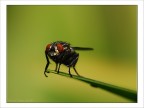 Mosca.......
